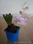 hyacint traktatie